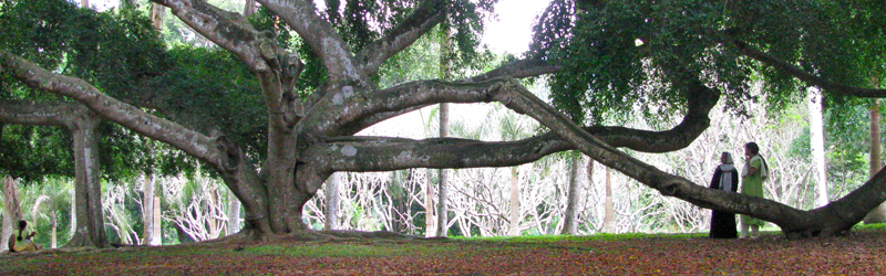 Sri Lanka Peradeniya Botanischer Garten