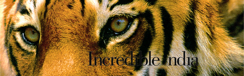 Indien Reisen Rundreisen