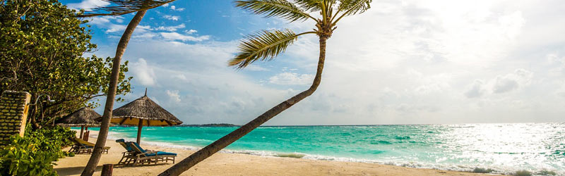Malediven Reisen Palme